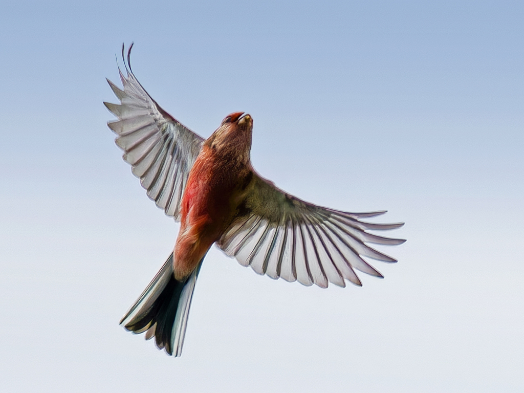 ベニマシコ♂飛翔中