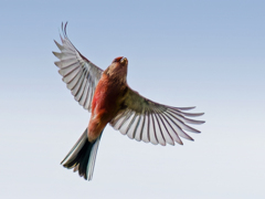 ベニマシコ♂飛翔中