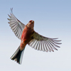 ベニマシコ♂飛翔中