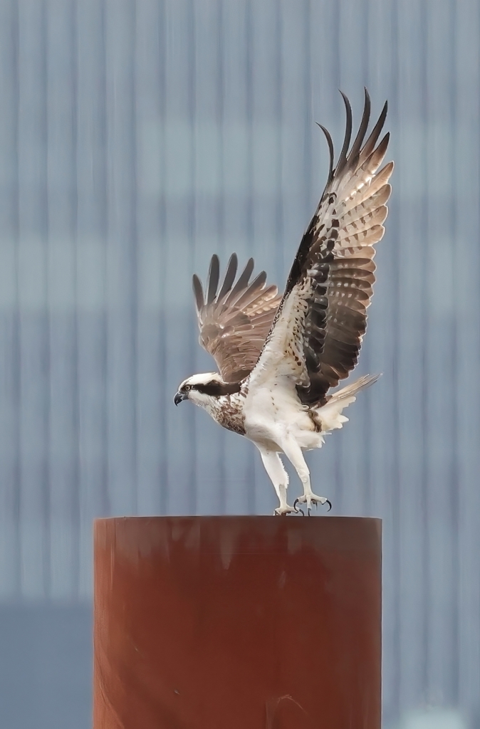 ミサゴの飛び出し