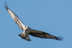 ミサゴ毛馬上空を飛ぶ！