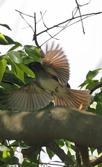 サンコウチョウ♀飛び出し