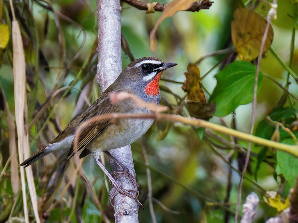 淀川の天然ノゴマ③