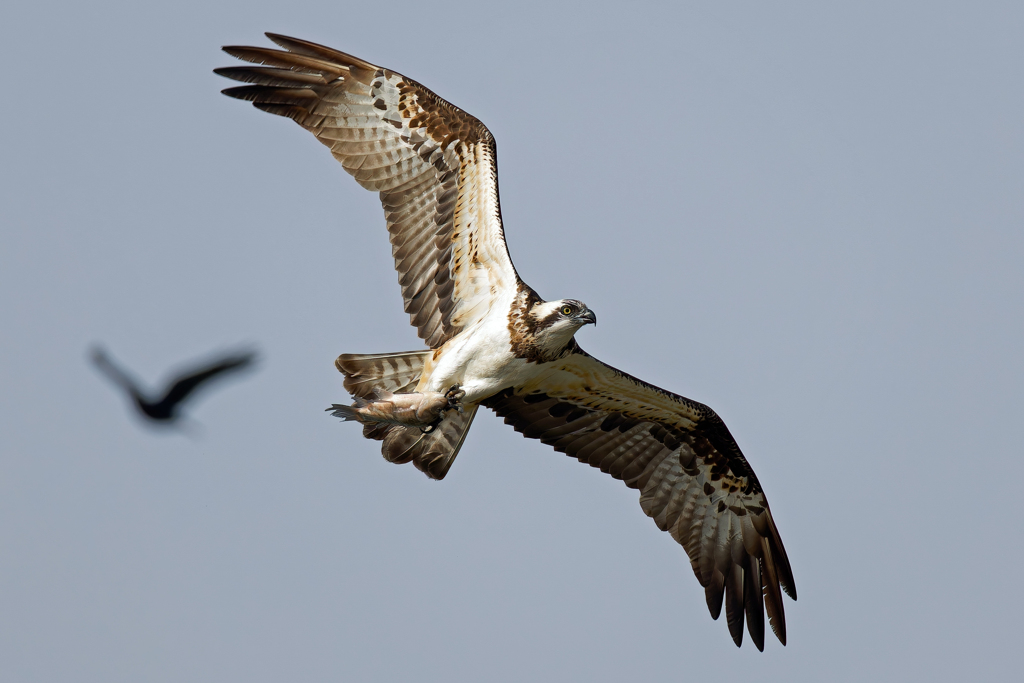 カラスが追って来た！