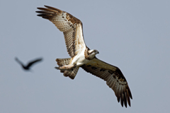 カラスが追って来た！