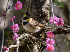紅梅にミヤマホウジロ