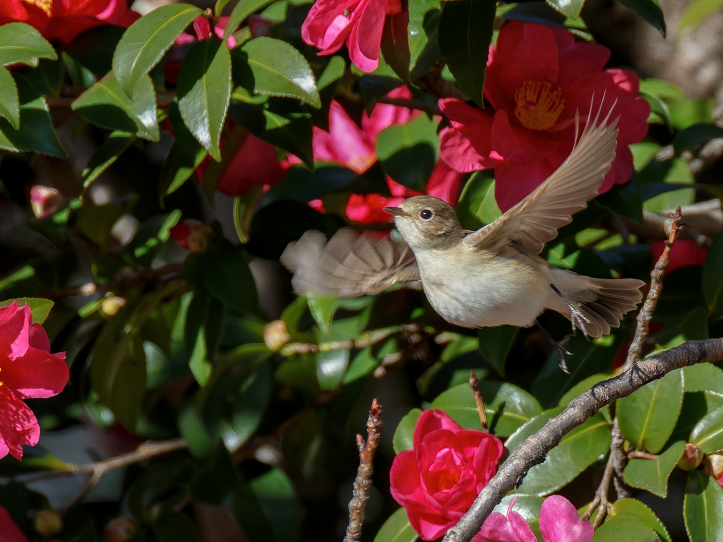 山茶花にニシオジロビタキ①