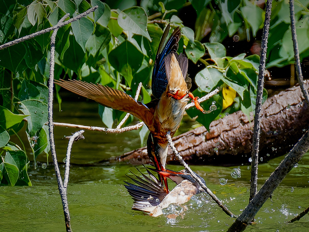 ♀カワセミのバトル②