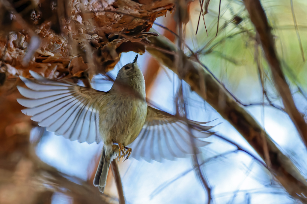 餌に飛び着く菊ちゃん②