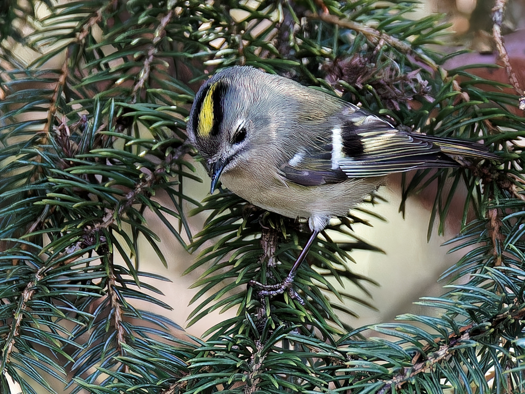 キクイタダキ④