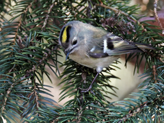 キクイタダキ④