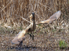 怪鳥サンカノゴイ