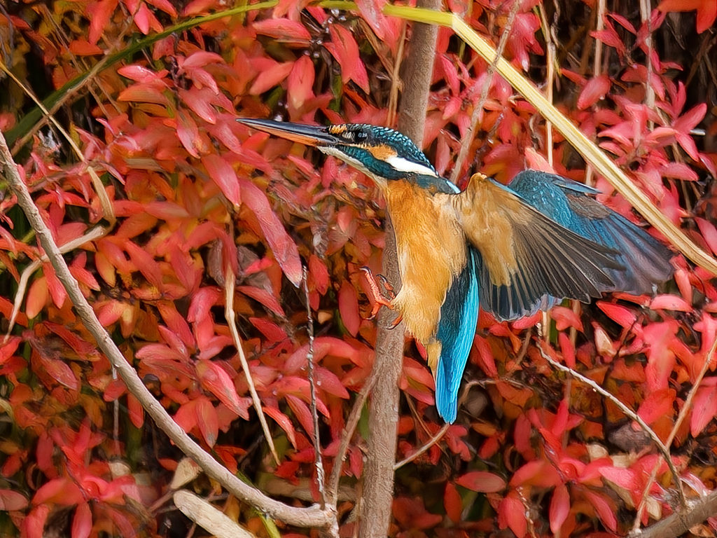 カワセミの飛着き