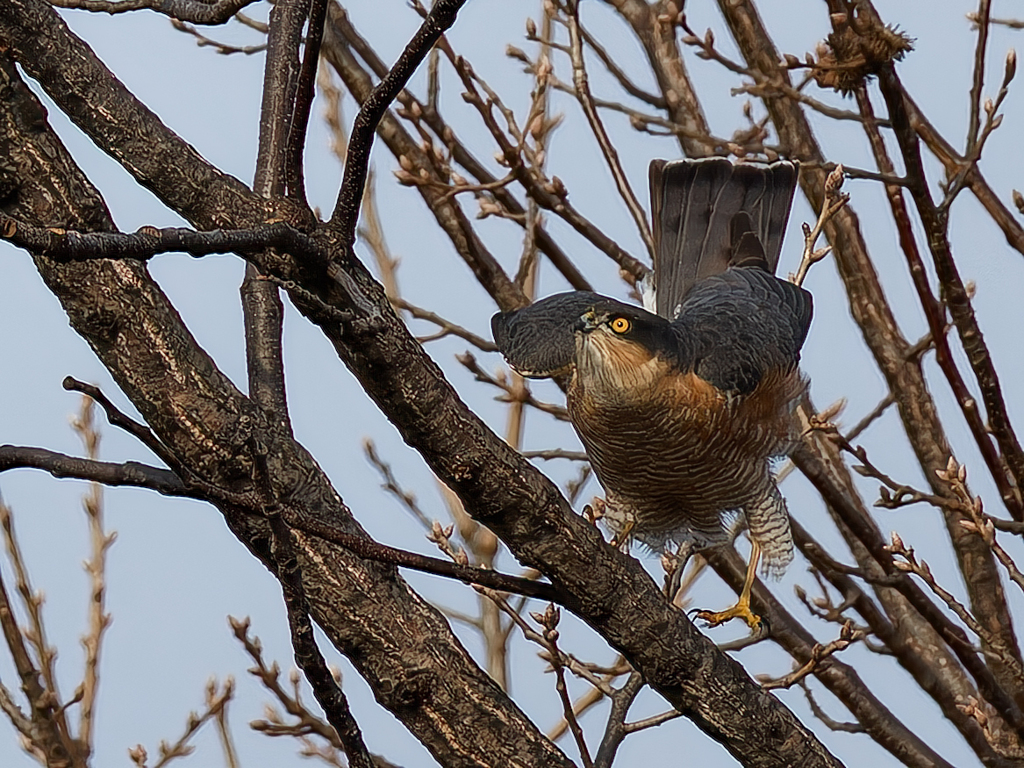 威嚇しているハイタカ