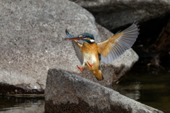 カワセミの飛着き