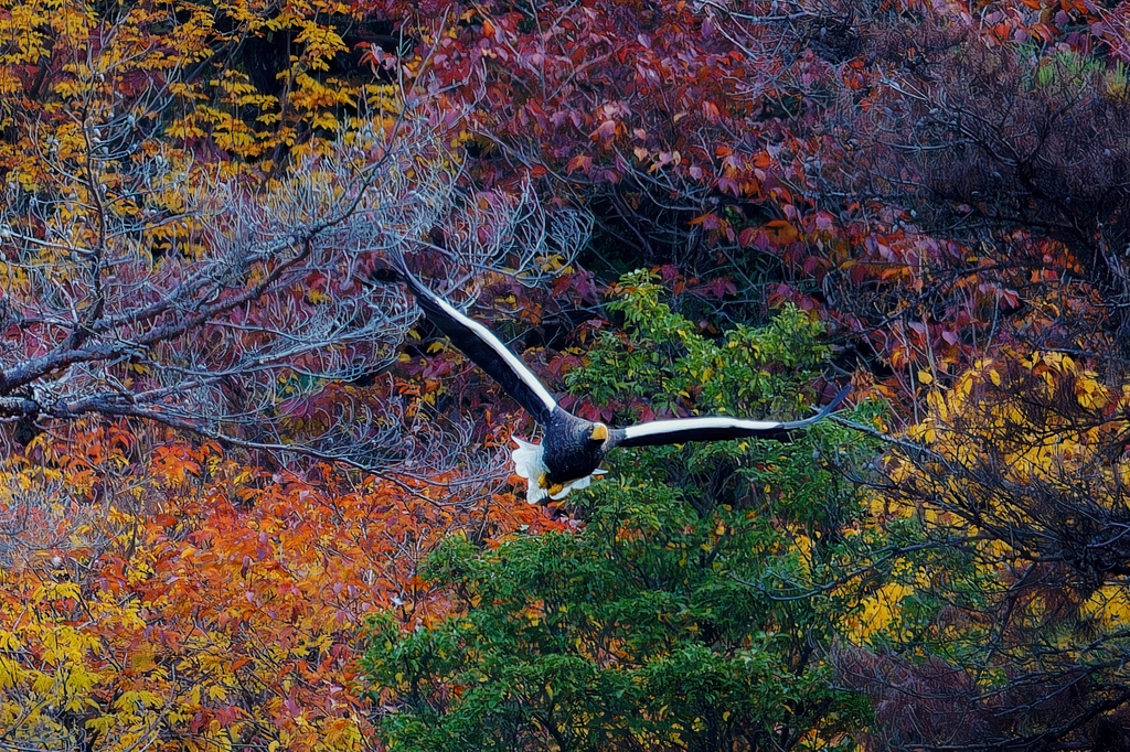 大鷲の飛び出し⑤