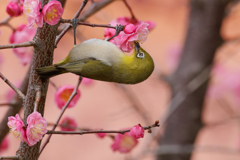 蜜を吸うメジロ