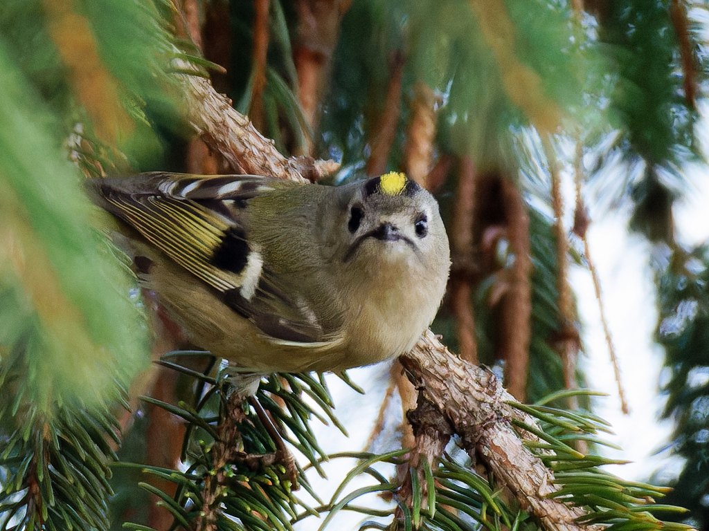 ドイツトウヒにキクイタダキ⑪