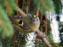 ドイツトウヒにキクイタダキ⑪