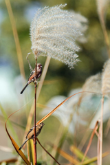ベニマシコペアー