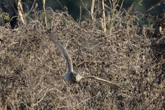 ハイチュウ♀