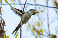 サンショウクイの飛び出し④