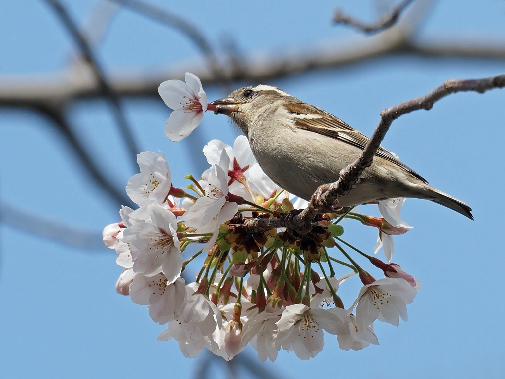 ♀の花ラッパ