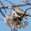 ♀の花ラッパ