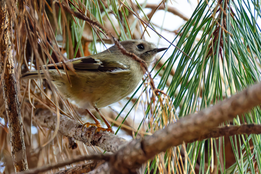 松の木の中の菊ちゃん