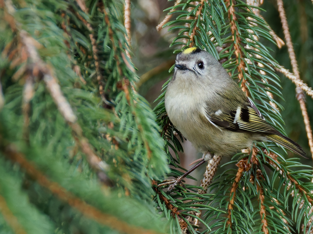 ドイツトウヒにキクイタダキ⑧