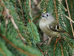 ドイツトウヒにキクイタダキ⑧