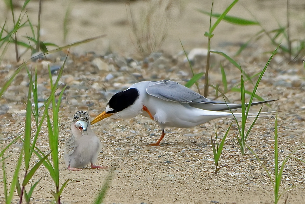 見守る