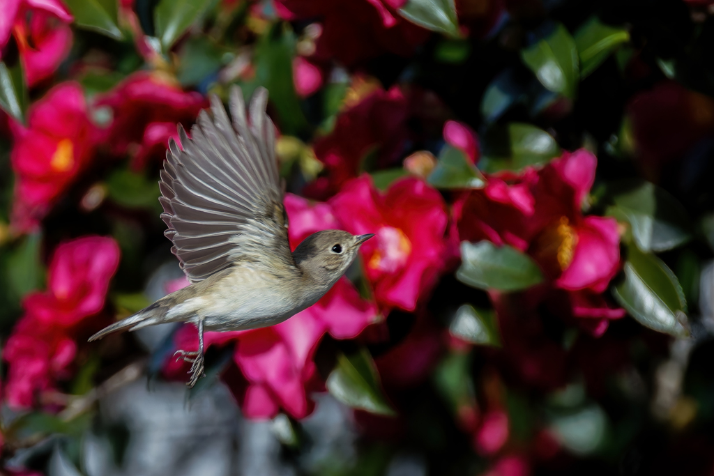 ニシオジロビタキの飛び出し