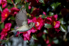 ニシオジロビタキの飛び出し