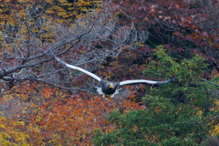 オオワシの飛び出し