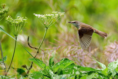 オオヨシキリが花ウドめがけて、、