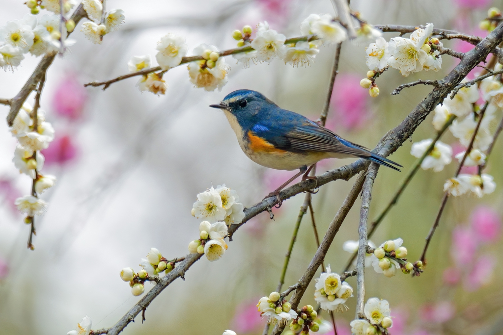 白紅梅をバックに、、、