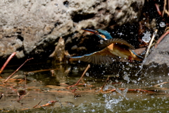 カワセミの離水