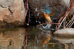 小魚捕り成功！