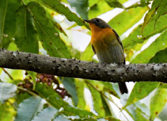 カラス山椒にムギマキ①