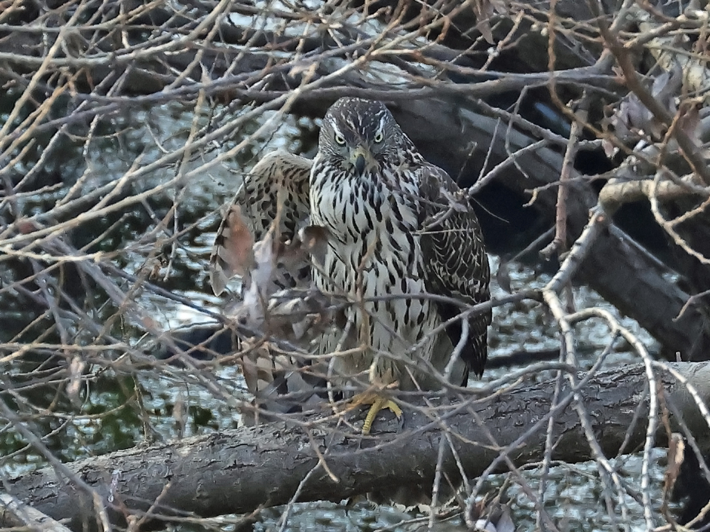 藪の中のオオタカ幼鳥①