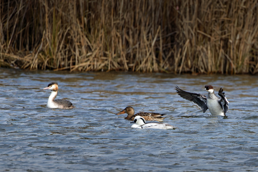 寒さ知らずなカモ達