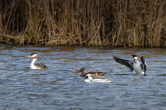 寒さ知らずなカモ達