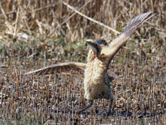 驚いた怪鳥サンカノゴイ