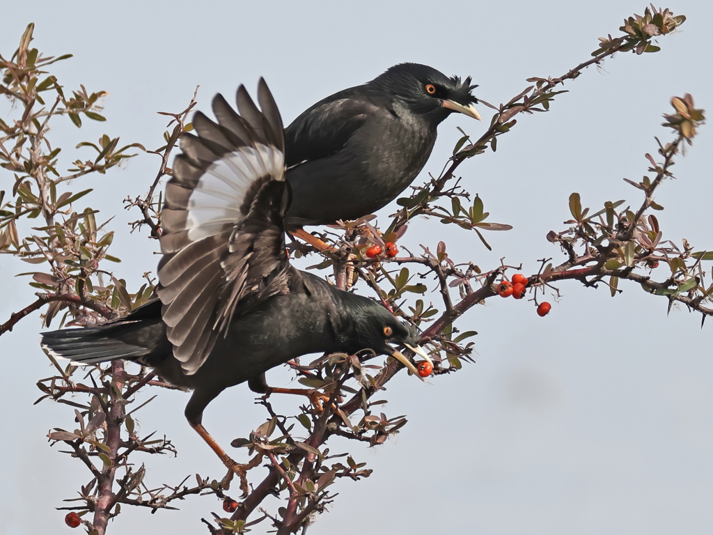 ピラカンサの実を食べに、、、