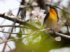 桜キビタキ②