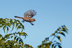 天辺から飛び出したベニマシコ♂