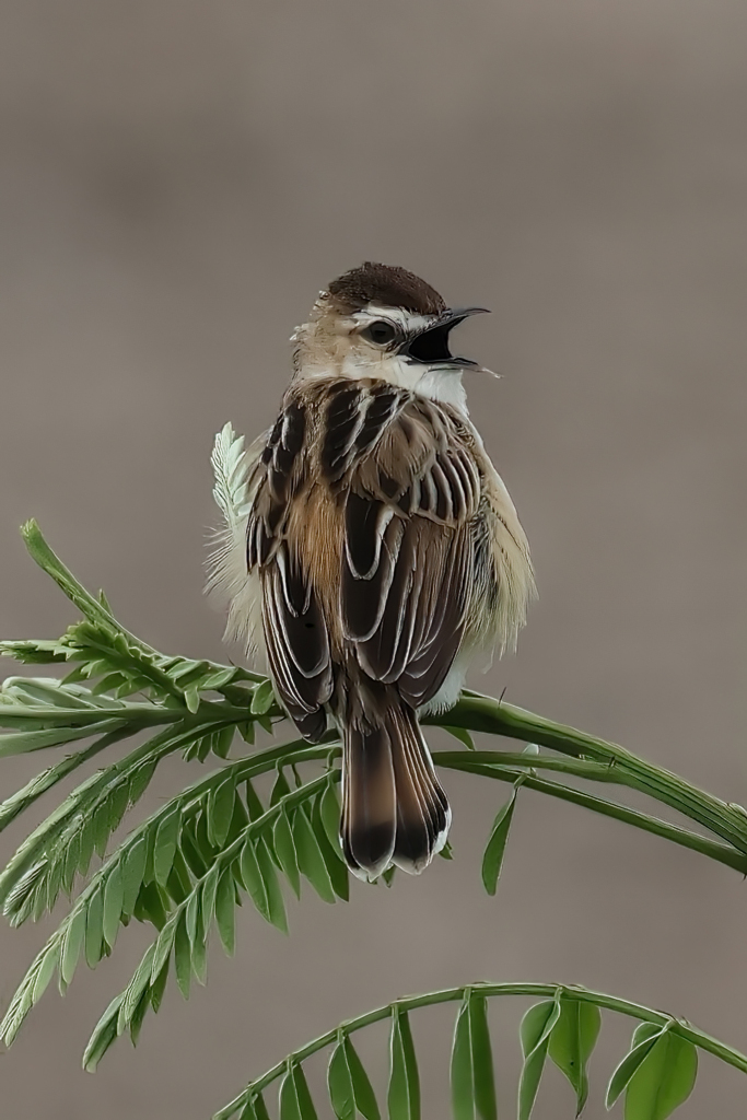 鳴きセッカ