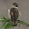 鳴きセッカ