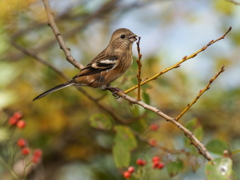 ベニマシコ♀②